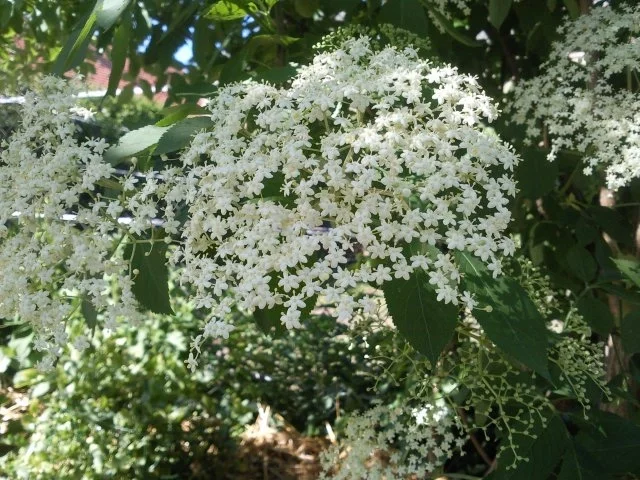 Holunderblütenlikör - Rezept - Bild Nr. 2