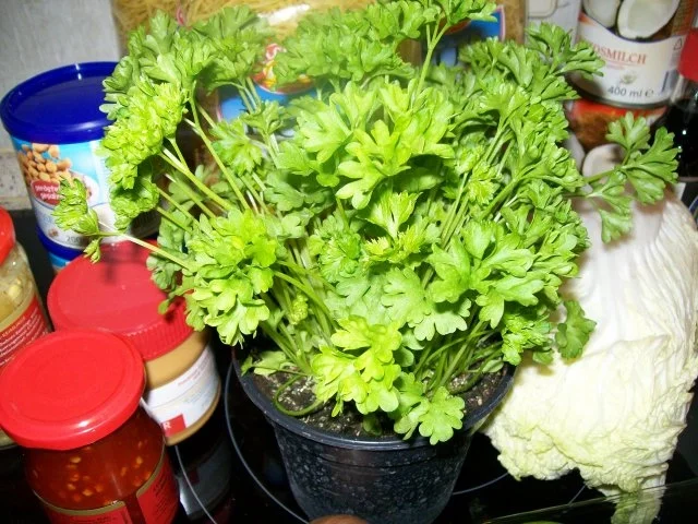 Thai Pasta - Rezept - Bild Nr. 3