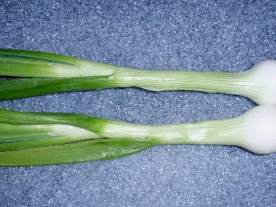 Asiatischer Frühlingssalat - Rezept - Bild Nr. 7