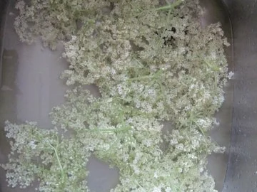 Gebackener Hollunder - Rezept