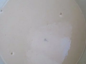 Gebackener Hollunder - Rezept - Bild Nr. 2