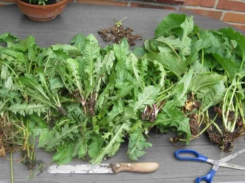 Rezept: Würze für Gemüse und Salat Bild Nr. 3 Würze für Gemüse und Salat - Rezept - Bild Nr. 3