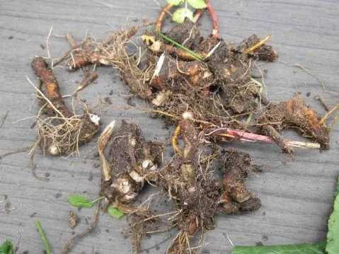 Rezept: Würze für Gemüse und Salat Bild Nr. 4 Würze für Gemüse und Salat - Rezept - Bild Nr. 4