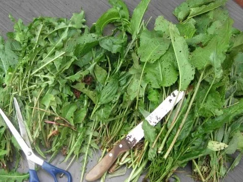 Rezept: Würze für Gemüse und Salat Bild Nr. 5 Würze für Gemüse und Salat - Rezept - Bild Nr. 5