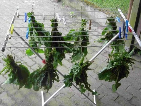 Rezept: Würze für Gemüse und Salat Bild Nr. 7 Würze für Gemüse und Salat - Rezept - Bild Nr. 7