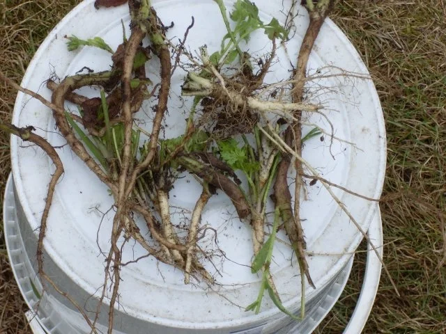 Rezept: Würze für Gemüse und Salat Bild Nr. 10 Würze für Gemüse und Salat - Rezept - Bild Nr. 10