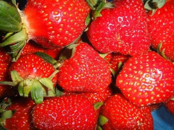 CASSATA - SPEZIALE - DESSERT - Rezept - Bild Nr. 2