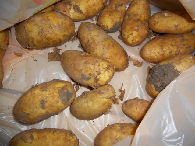 Feiner Kartoffelauflauf a la Mela! - Rezept