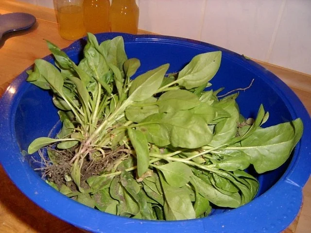 Rezept: Spaghetti mit frischem Spinat Bild Nr. 2 Spaghetti mit frischem Spinat - Rezept - Bild Nr. 2