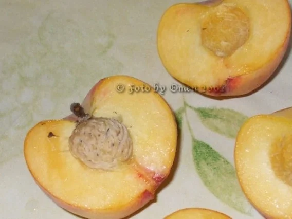 Eingmachtes: Pfirsichhälften, eingekocht - Rezept - Bild Nr. 2