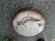 Nuss-Kaffee-Kuchen - Rezept