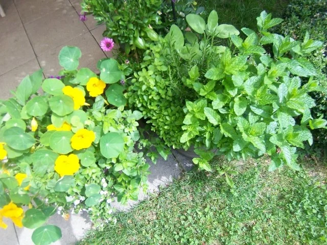 Rezept: Rucola-Bällchen auf Tomatensauce Bild Nr. 5 Rucola-Bällchen auf Tomatensauce - Rezept - Bild Nr. 5