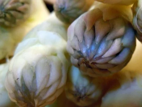 Ofenspargel mit Weißwein-Thymian-Sauce - Rezept - Bild Nr. 2