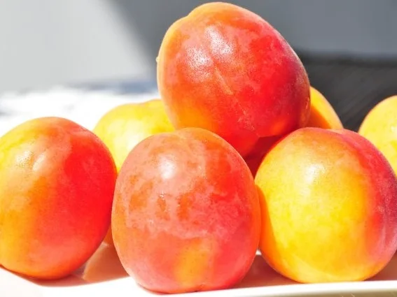 Marillenknödel - Rezept - Bild Nr. 3