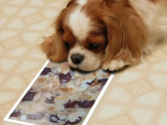 Kuchen : Kirsche auf Blätterteig mit Pudding - Rezept