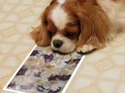 Kuchen : Kirsche auf Blätterteig mit Pudding - Rezept