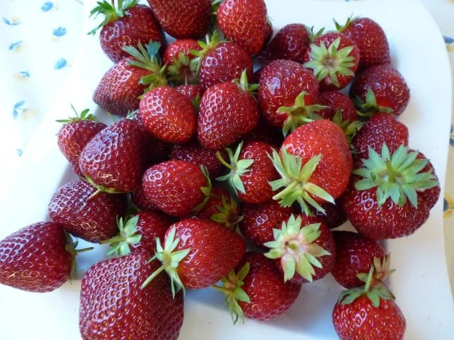 Rezept: Erdbeereis Bild Nr. 8 Erdbeereis - Rezept - Bild Nr. 8