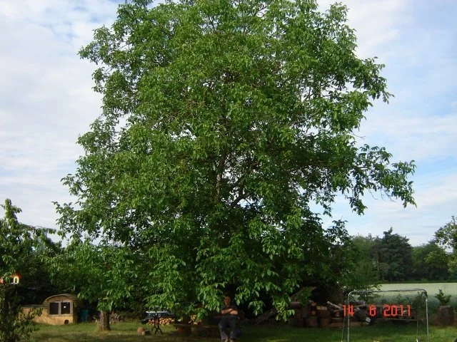Liköre : Nocino ( Nuss-Schnäpsle )   Bilder.... - Rezept - Bild Nr. 2