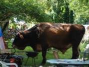 Pfingstochse - Rezept - Bild Nr. 3
