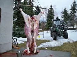 Rezept: Pfingstochse Bild Nr. 5 Pfingstochse - Rezept - Bild Nr. 5