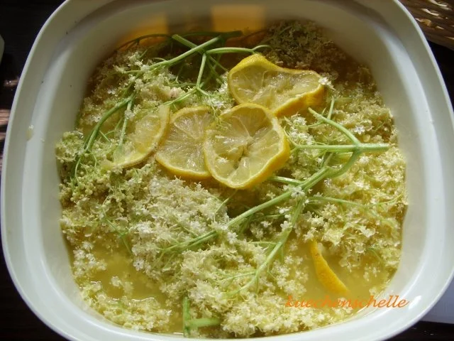 Rezept: Konfitüre & Co: Hollunderblüten-Orangen-Gelee Bild Nr. 2 Konfitüre & Co: Hollunderblüten-Orangen-Gelee - Rezept - Bild Nr. 2