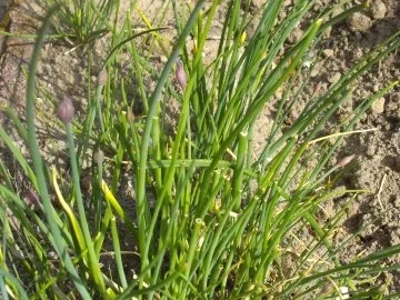 Salat: süß - sauer - pikanter Tomatensalat mit frischen Kräutern aus dem Garten - Rezept - Bild Nr. 3