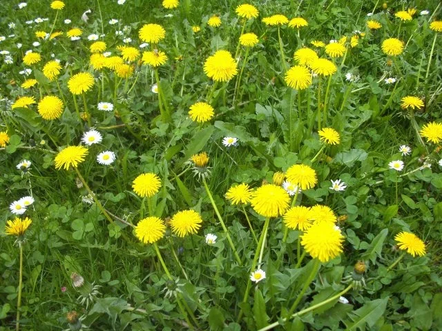 Salat: süß - sauer - pikanter Tomatensalat mit frischen Kräutern aus dem Garten - Rezept - Bild Nr. 5