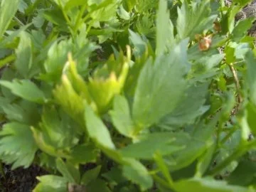 Salat: süß - sauer - pikanter Tomatensalat mit frischen Kräutern aus dem Garten - Rezept - Bild Nr. 8