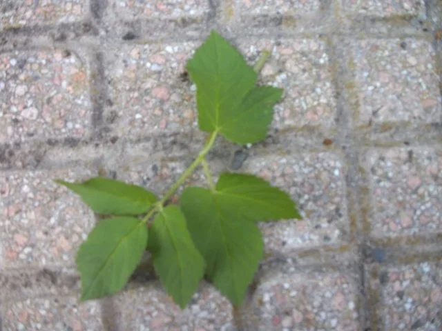 Salat: Wildkräutersalat - Rezept - Bild Nr. 7