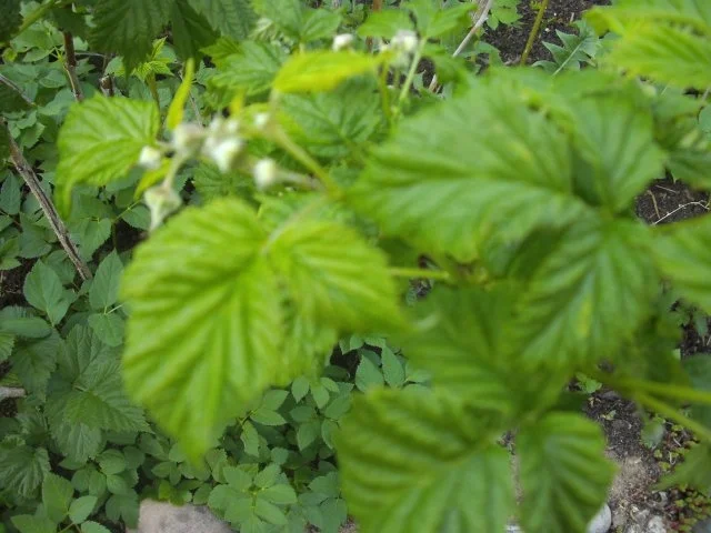 Salat: Wildkräutersalat - Rezept - Bild Nr. 8