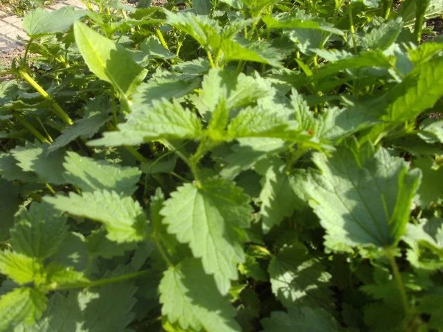 Salat: Wildkräutersalat - Rezept - Bild Nr. 10