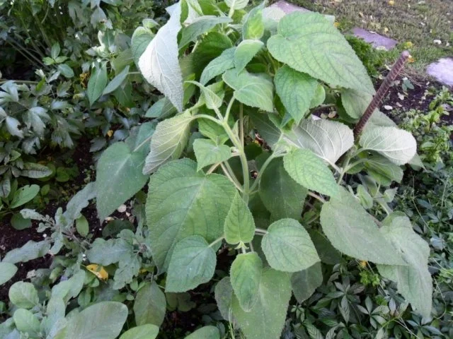 Rezept: Salbeiblätter vegetarisch gefüllt Bild Nr. 2 Salbeiblätter vegetarisch gefüllt - Rezept - Bild Nr. 2