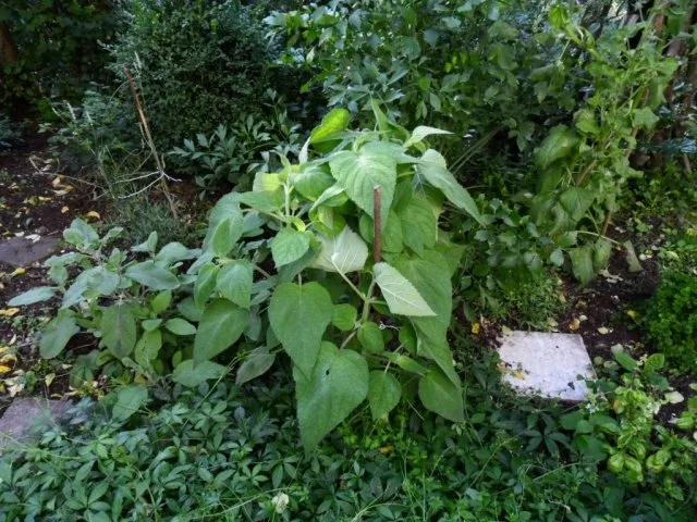 Rezept: Salbeiblätter vegetarisch gefüllt Bild Nr. 3 Salbeiblätter vegetarisch gefüllt - Rezept - Bild Nr. 3