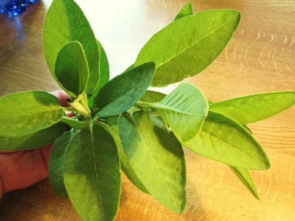 Salbei-Kartoffeln - Rezept - Bild Nr. 3