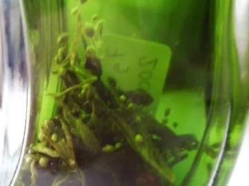 Beifußlikör - Rezept