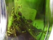 Beifußlikör - Rezept