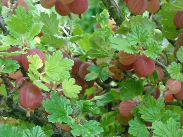 Stachelbeere - Fruchtaufstrich - Rezept - Bild Nr. 2