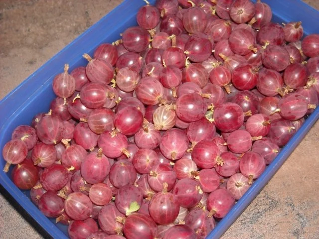 Stachelbeere - Fruchtaufstrich - Rezept - Bild Nr. 3