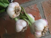 Würziger Knobi-Salat - Rezept