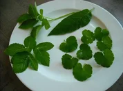 Lauch-Creme-Suppe mit Wildkräuter - Rezept