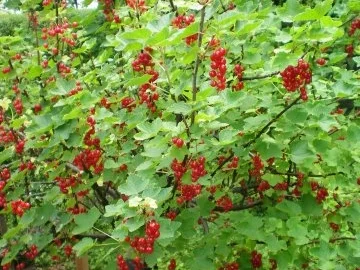 Rezept: Muffin - Johannisbeere Marzipan Bild Nr. 2 Muffin - Johannisbeere Marzipan - Rezept - Bild Nr. 2