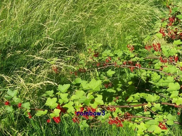 Einmachen: Johannisbeergelee, gemischt - Rezept