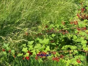 Einmachen: Johannisbeergelee, gemischt - Rezept