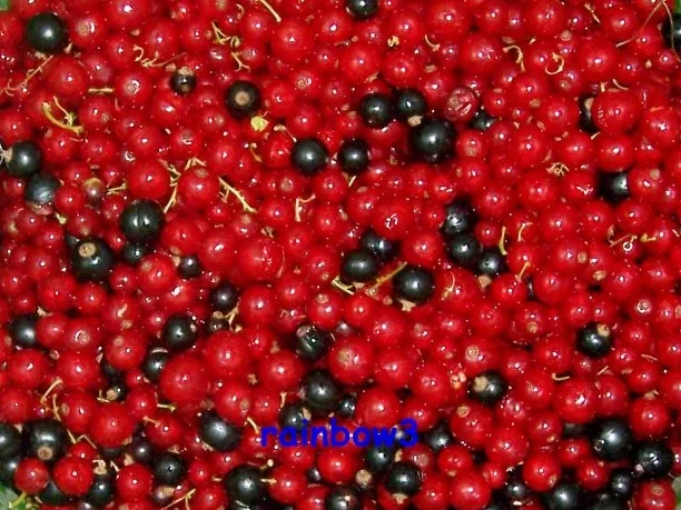 Einmachen: Johannisbeergelee, gemischt - Rezept - Bild Nr. 2