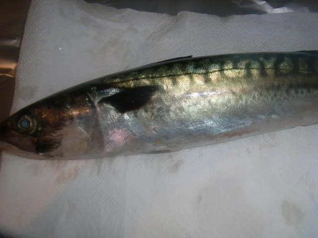 Rezept: BiNe` S FRISCHE MAKRELE MIT OFENGEMUESE & ROSMARINKARTOFFELN Bild Nr. 3 BiNe` S FRISCHE MAKRELE MIT OFENGEMUESE & ROSMARINKARTOFFELN - Rezept - Bild Nr. 3