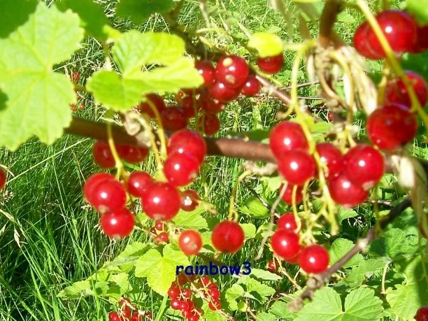 Einmachen: Johannisbeergelee mit Himbeerpüree - Rezept