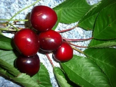 Dessert: Tobleronecreme mit Schokoladekirschen - Rezept - Bild Nr. 3