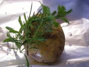 Backofenkartoffeln - Rezept