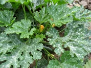 Zucchini mit Champignon-Toastbrot-Schinkenfüllung im Kräuter-Rahmsößle - Rezept