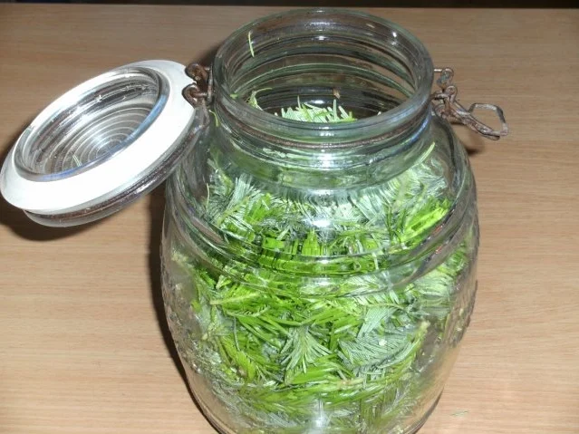 Rezept: Gesundheit: Tannwipfel-Sirup Gesundheit: Tannwipfel-Sirup - Rezept